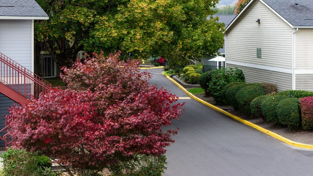 A tree with red flowers is in the foreground of a residential street.