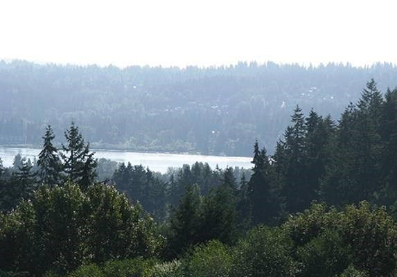 A forest with a lake in the distance.