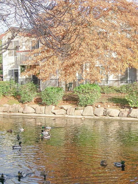 A group of ducks swimming in a pond.