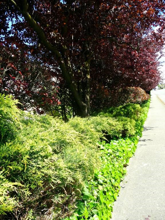 A tree with red leaves is next to a sidewalk.