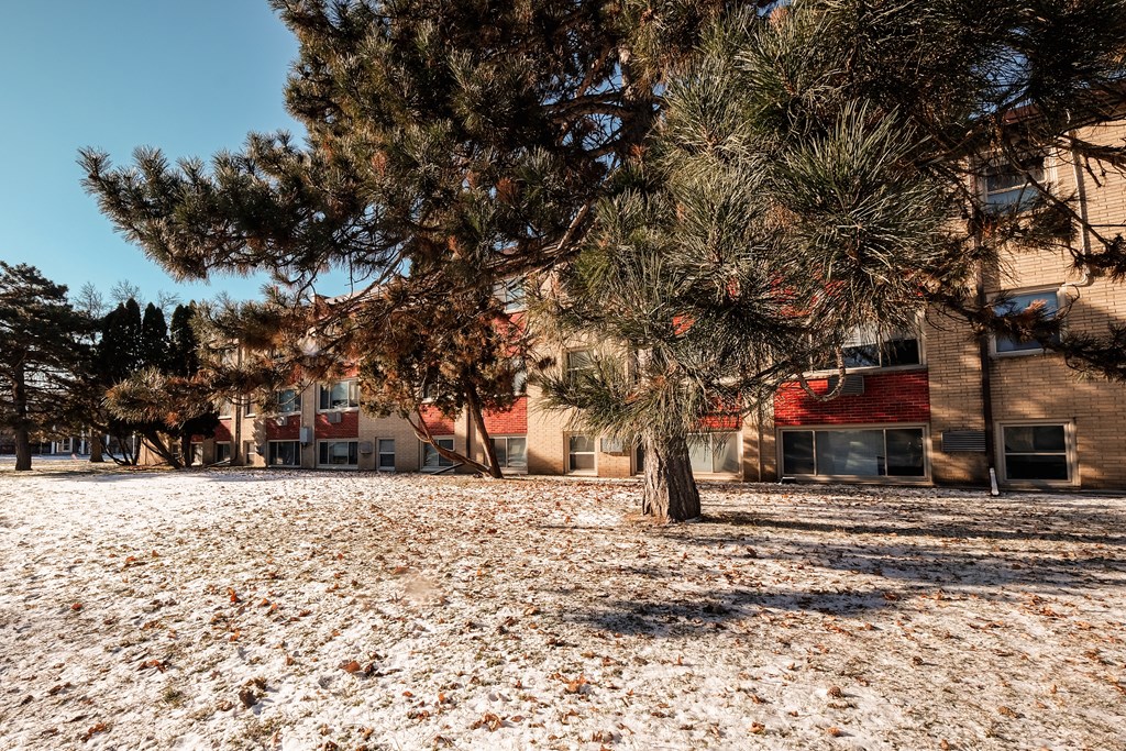 A pine tree stands in the foreground of a snowy field with buildings in the background.