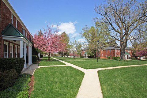 A pathway leads from a building to a tree with pink blossoms.