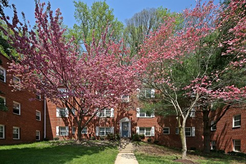 A tree with pink flowers is in front of a brick building.