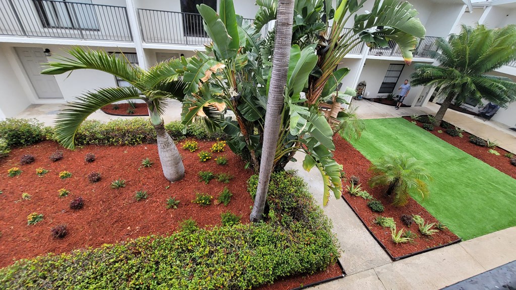 A palm tree stands in a garden with a white building in the background.