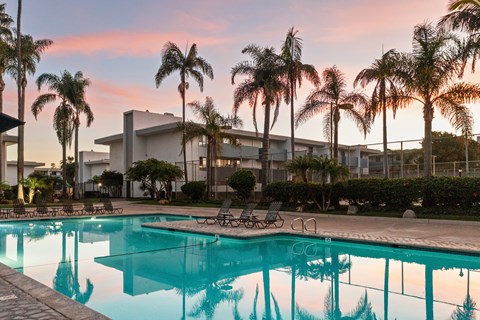 A swimming pool surrounded by palm trees and lounge chairs.
