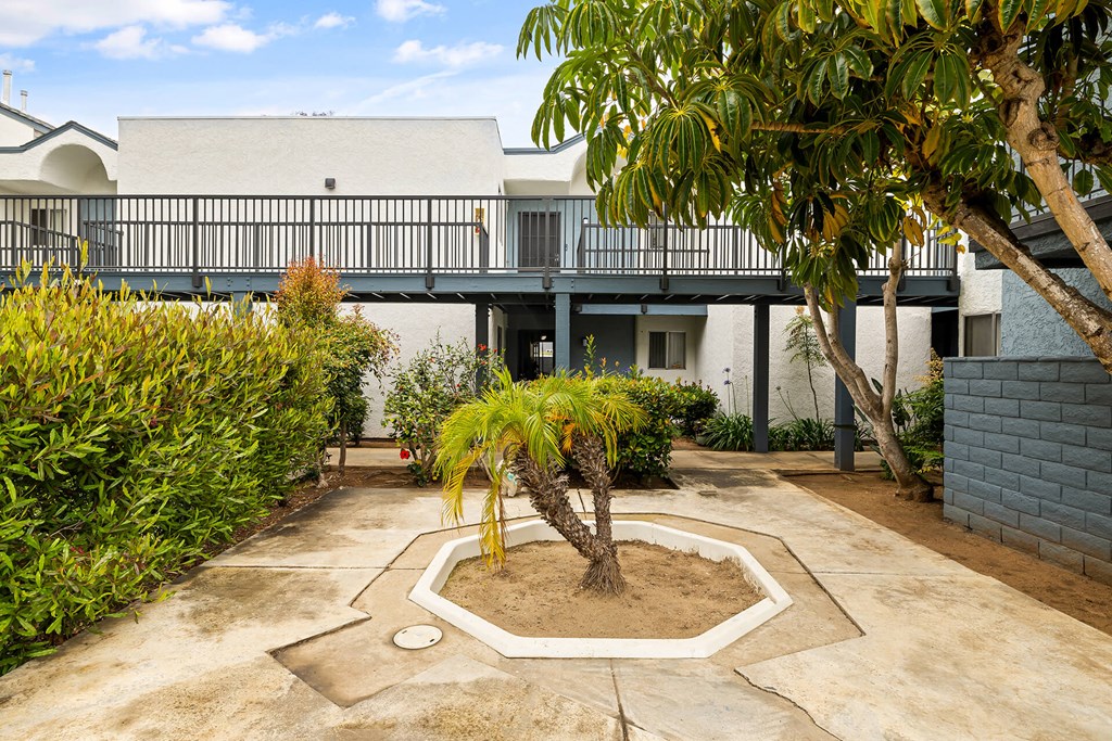 A tree in a courtyard with a building in the background.