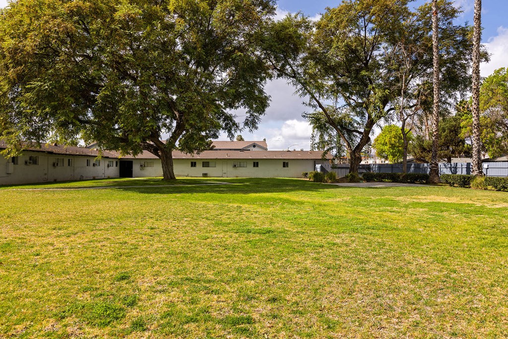 A large tree stands in the middle of a grassy field.