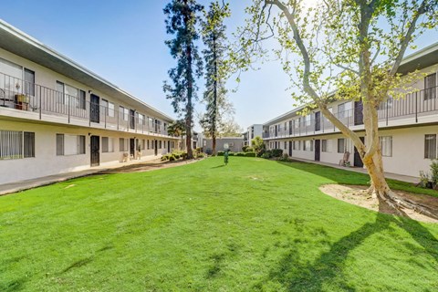 A tree in a courtyard surrounded by buildings.