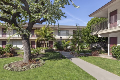 A tree with white flowers is in the foreground of a grassy area in front of a building.
