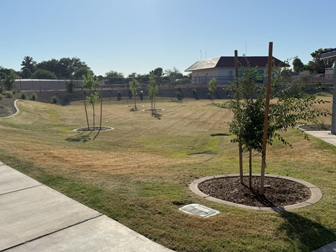 A park with a tree in the middle of a circle of mulch.