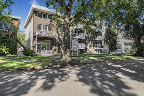 A tree in front of apartment buildings.