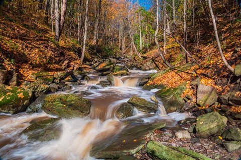 A stream flows through a forest with rocks and fallen leaves. at The Grindstone  Apartments, Waterdown, ON