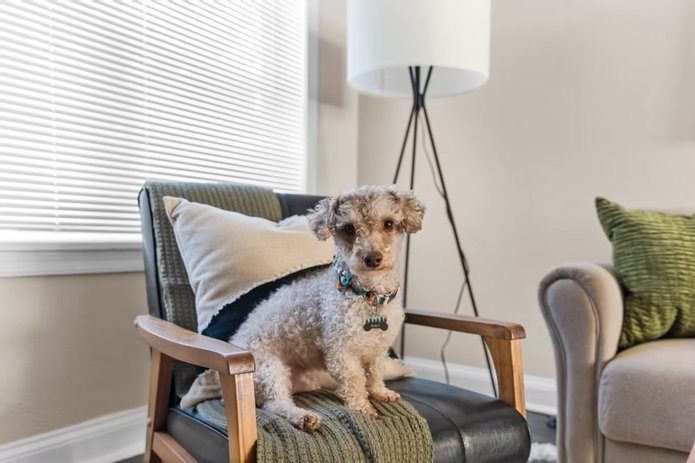 A dog sits on a chair in a room with a lamp.