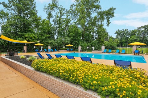 A pool surrounded by yellow flowers and blue lounge chairs.