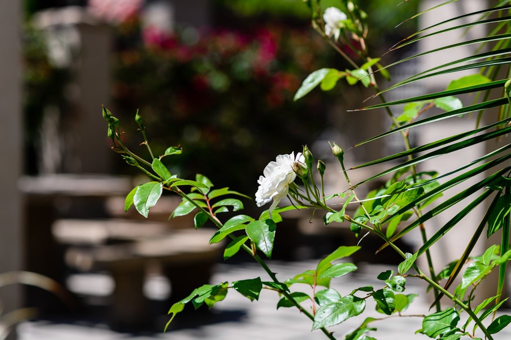 A white flower with green leaves in the foreground with a blurry background.