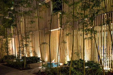 A bamboo forest is lit up at night.