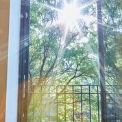 The sun is shining through the trees.