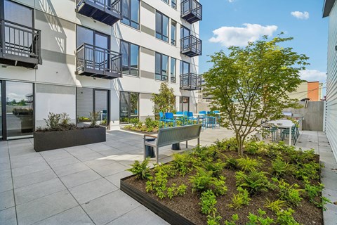 A small tree in a planter is the focal point of a courtyard between two buildings.