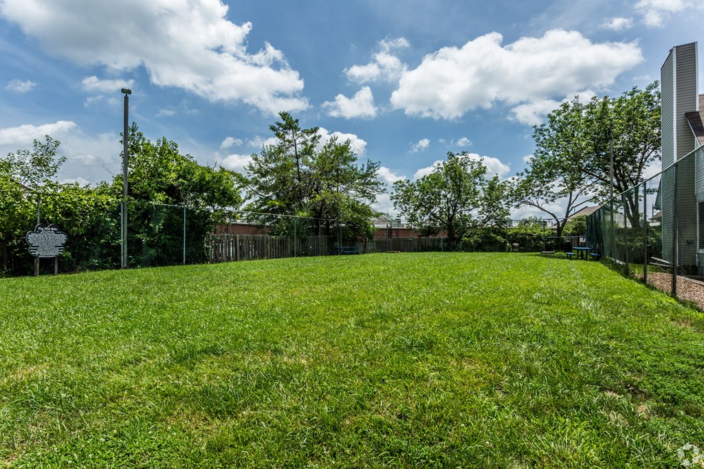 A grassy field with trees and a fence in the background.