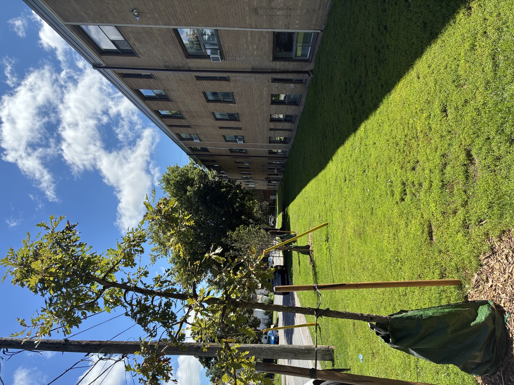 A tree in front of a building with a blue sky in the background.