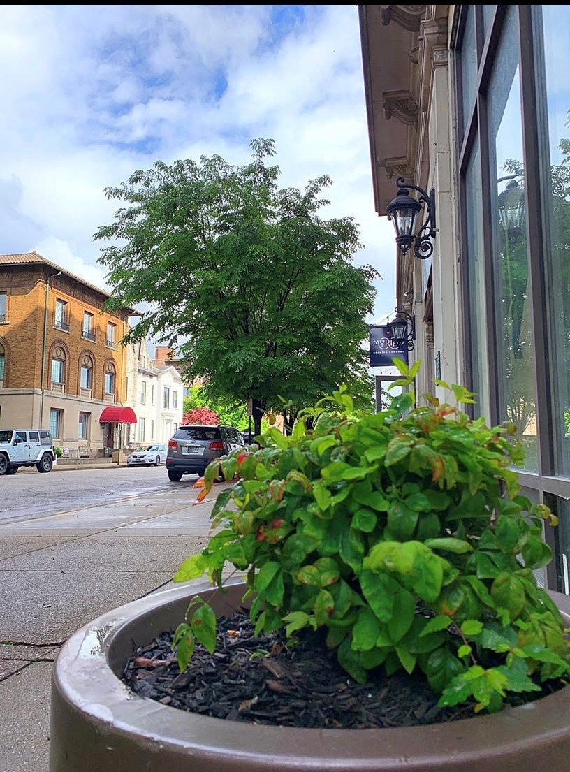a potted plant sitting outside of a window