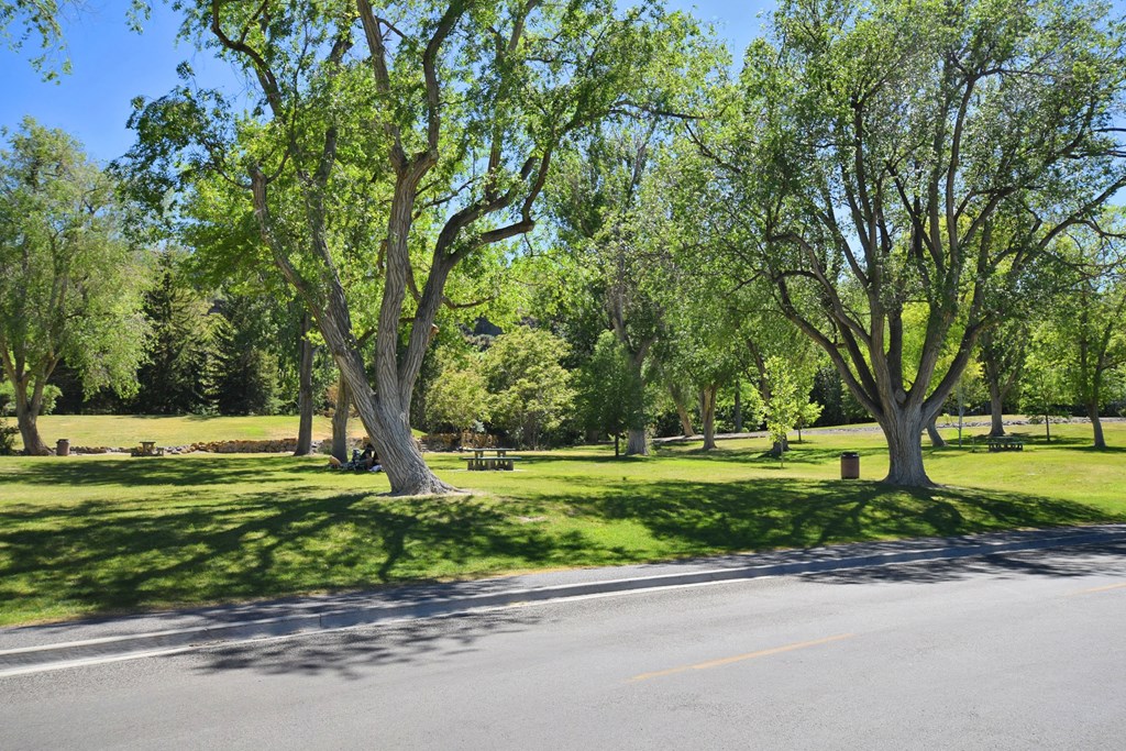 A tree with green leaves stands in a grassy field.