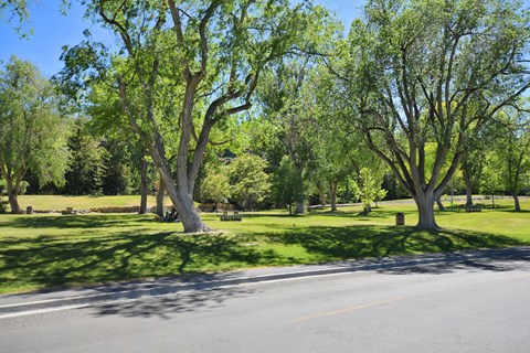 A tree with green leaves stands in a grassy field.