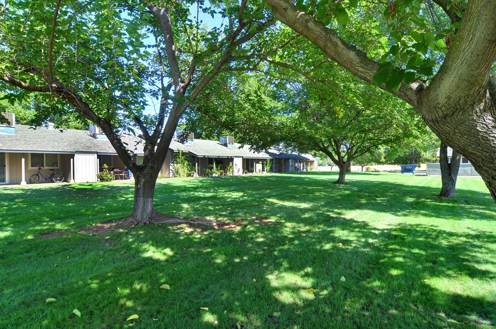 A tree in a grassy area with houses in the background.