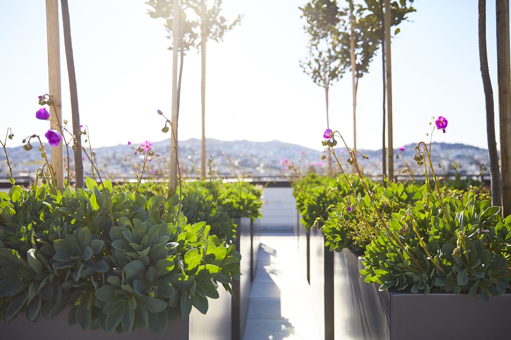 A row of green plants with purple flowers in the foreground.