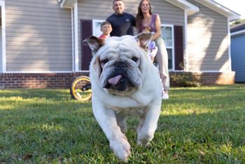 A white dog is running in the grass in front of a house.