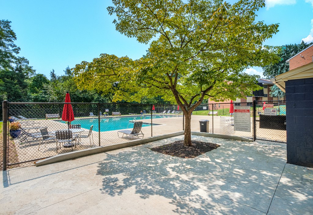 A tree in a yard with a pool and patio furniture.