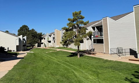 A green space with a tree surrounded by apartment buildings.