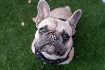 A dog with a black collar is looking up at the camera.