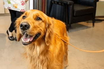A golden retriever is sitting on the floor with a leash in its mouth.