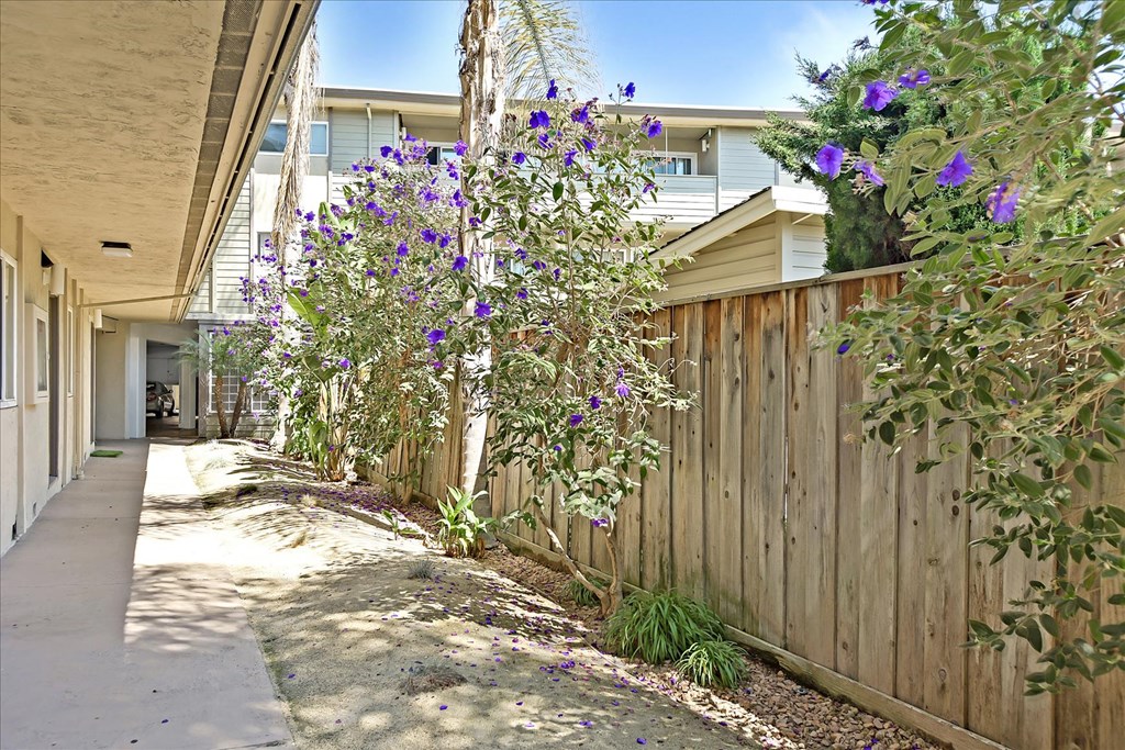 A residential area with a wooden fence and purple flowers.
