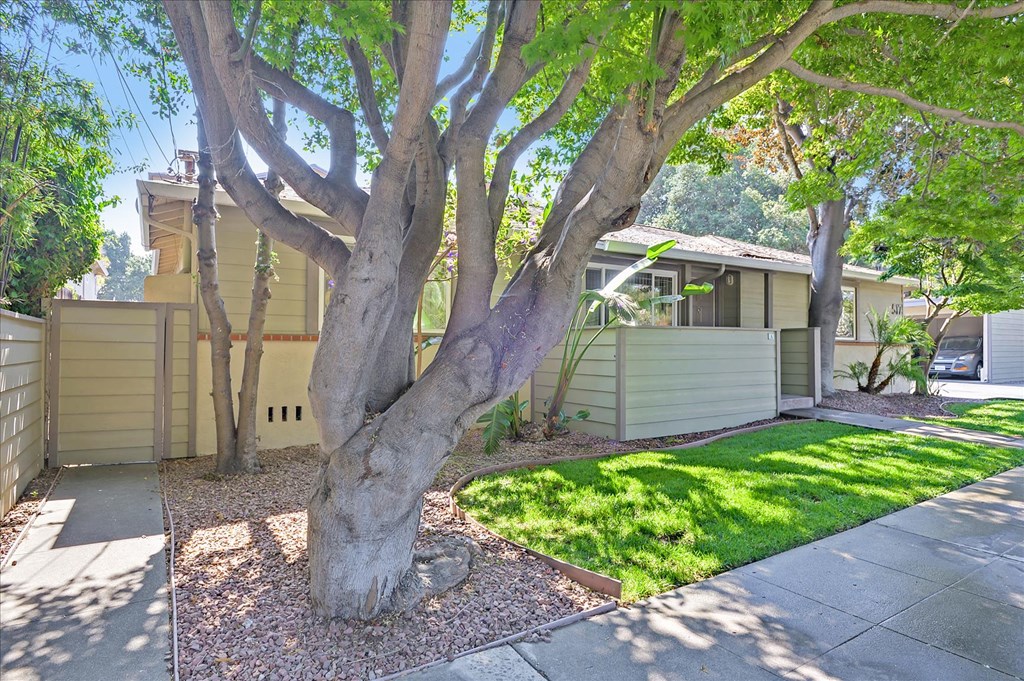 A tree in a front yard with a house in the background.