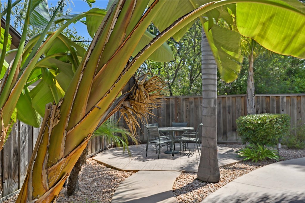 a patio with a table and chairs under a palm tree