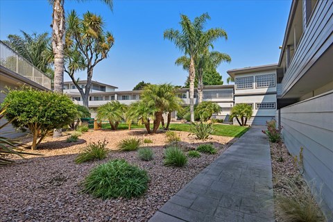 A residential area with a gravel path and palm trees.
