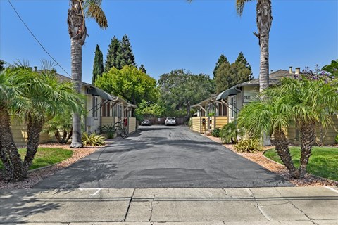 A residential street lined with palm trees and houses.