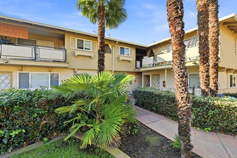 A palm tree stands in front of a building.