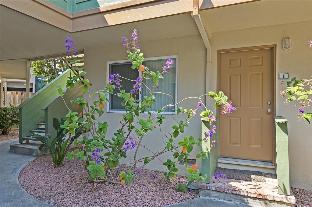 a plant with purple flowers in front of a building