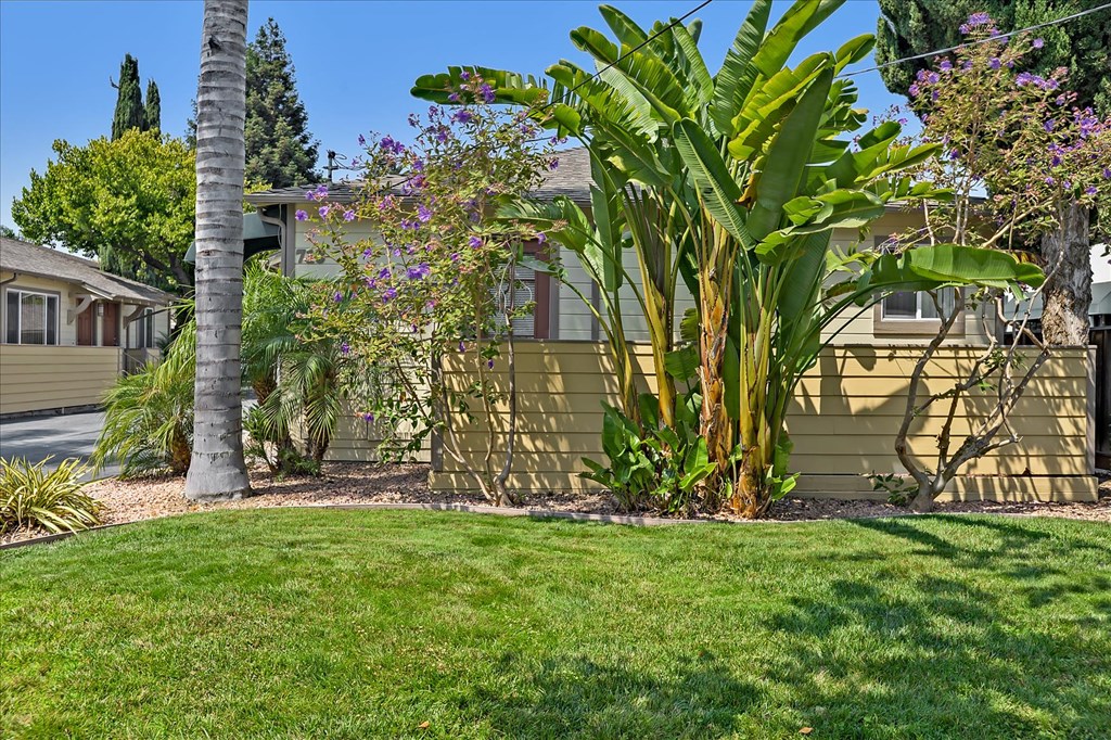 A well-kept lawn in front of a house with a palm tree and other plants.