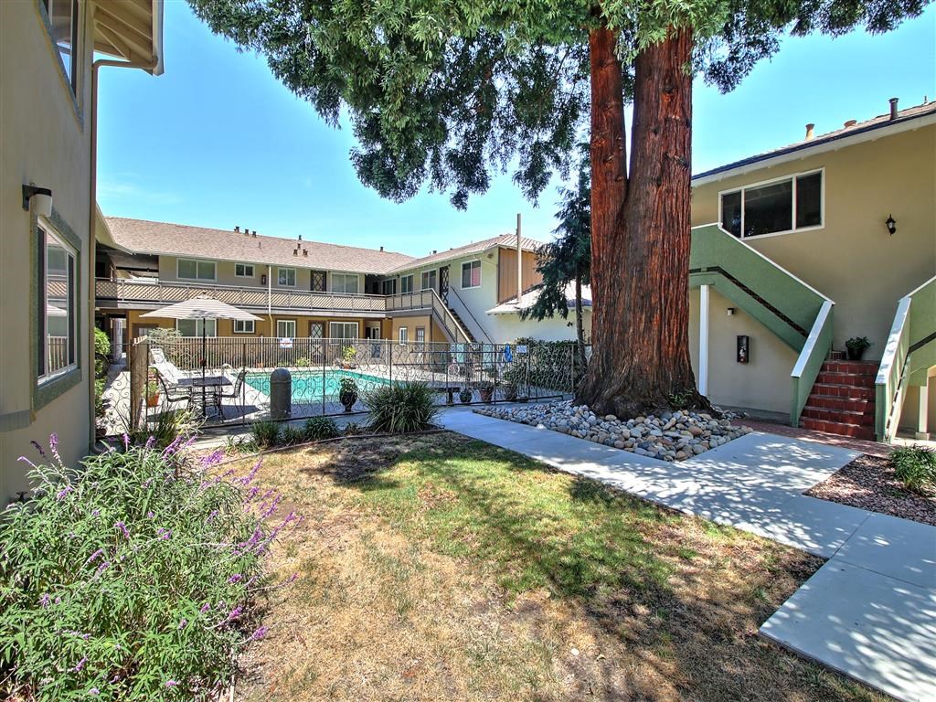 a courtyard with a tree and a swimming pool