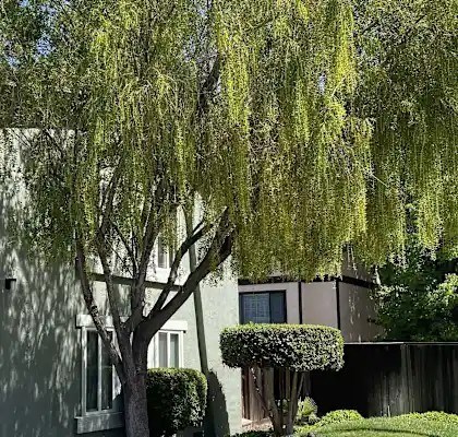 A tree with long hanging green leaves in front of a building.