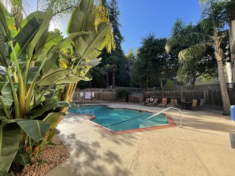Pool at Ambassador