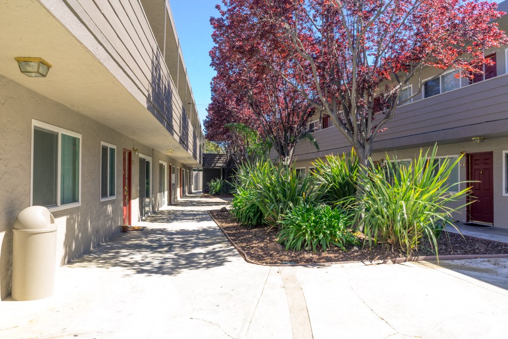 A tree with red leaves is in front of a building.