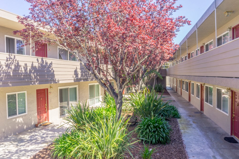 A tree with red leaves is in the middle of a courtyard with buildings on either side.
