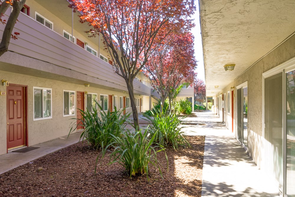 A tree with red leaves is in front of a building.