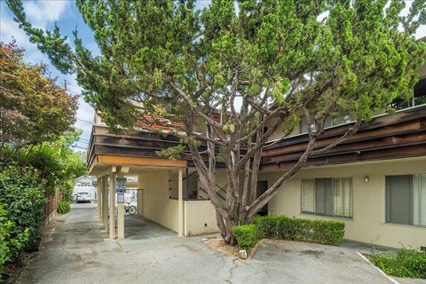 A tree in front of a building with a car parked in the driveway.