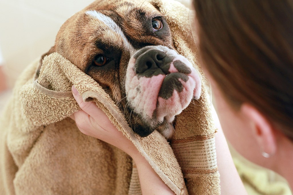 A woman is drying a dog with a towel.